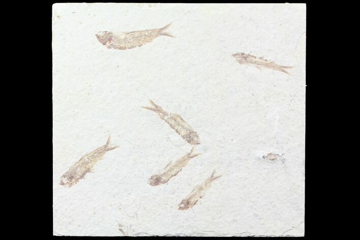 Multiple () Small Knightia Fossil Fish - Wyoming #77129